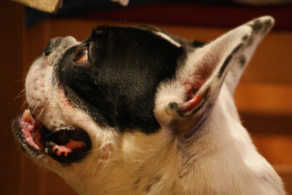 How to Train Your Dog to Spin and Twirl 8 How to Train Your Dog to Spin and Twirl 8