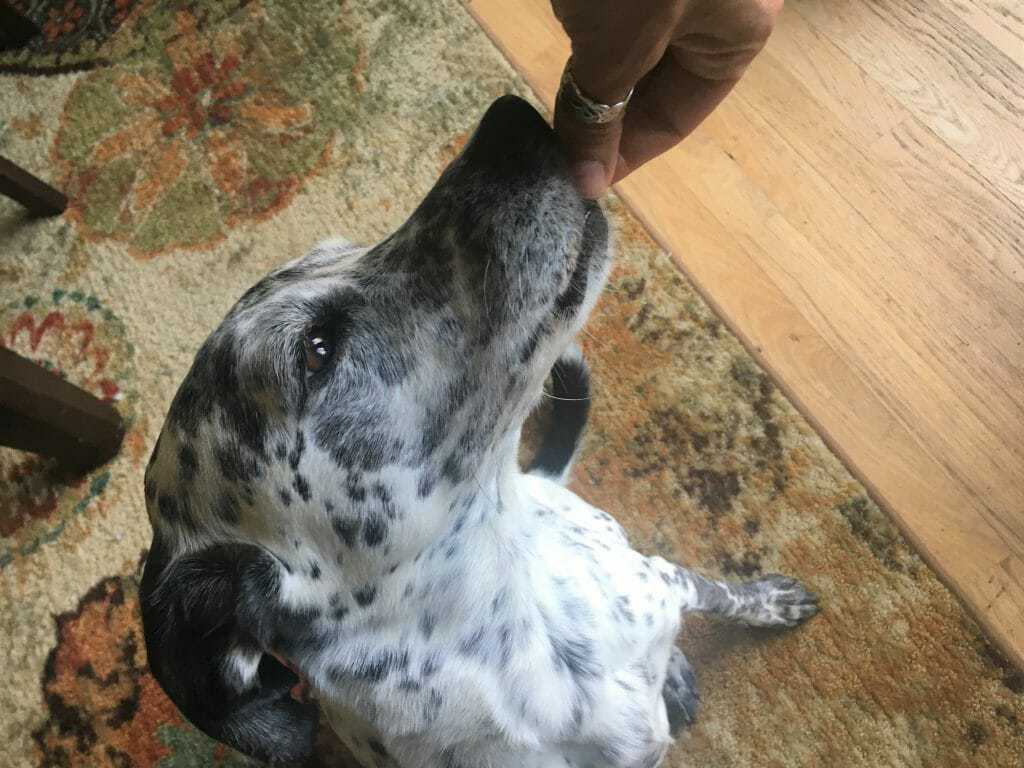 How to Train Your Dog to Spin and Twirl 9 How to Train Your Dog to Spin and Twirl 9