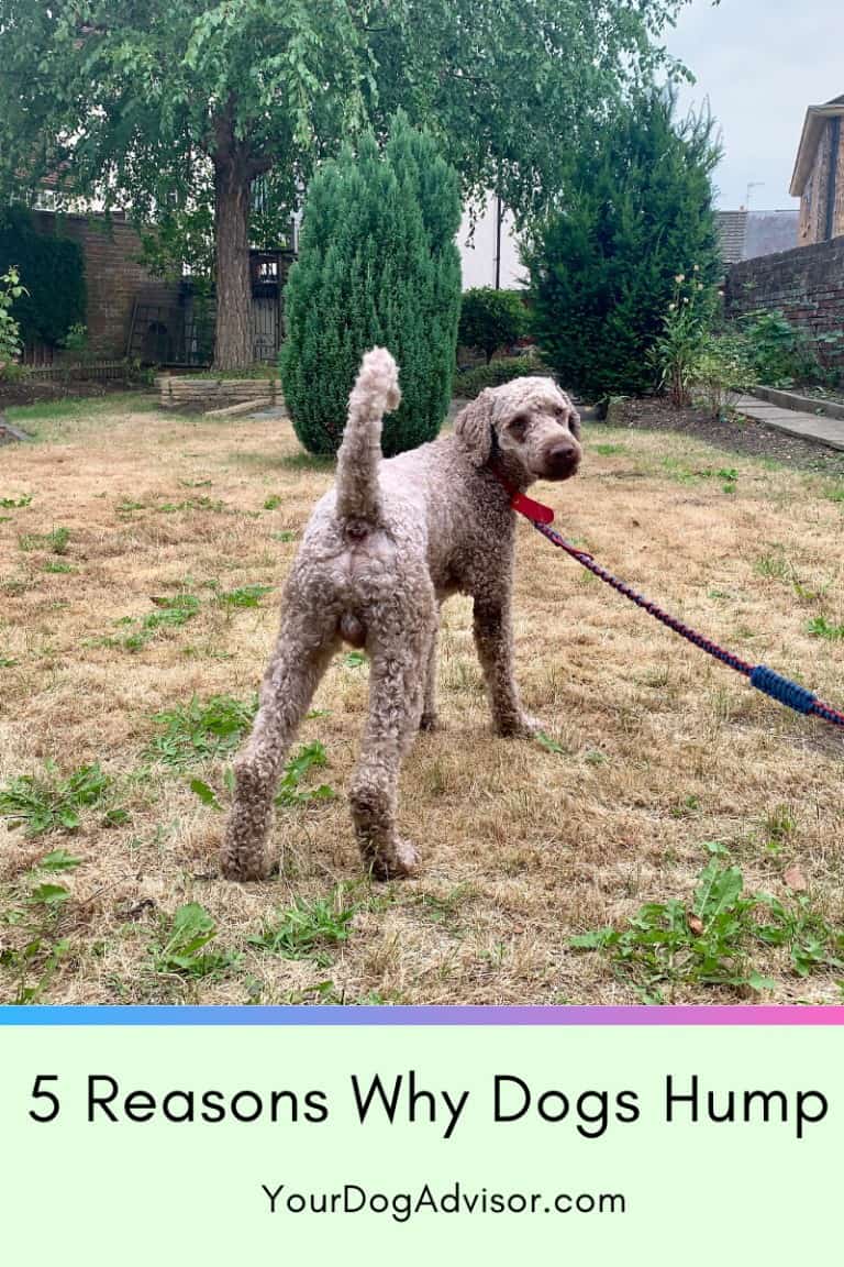 5 Reasons Why Dogs Hump Your Dog Advisor