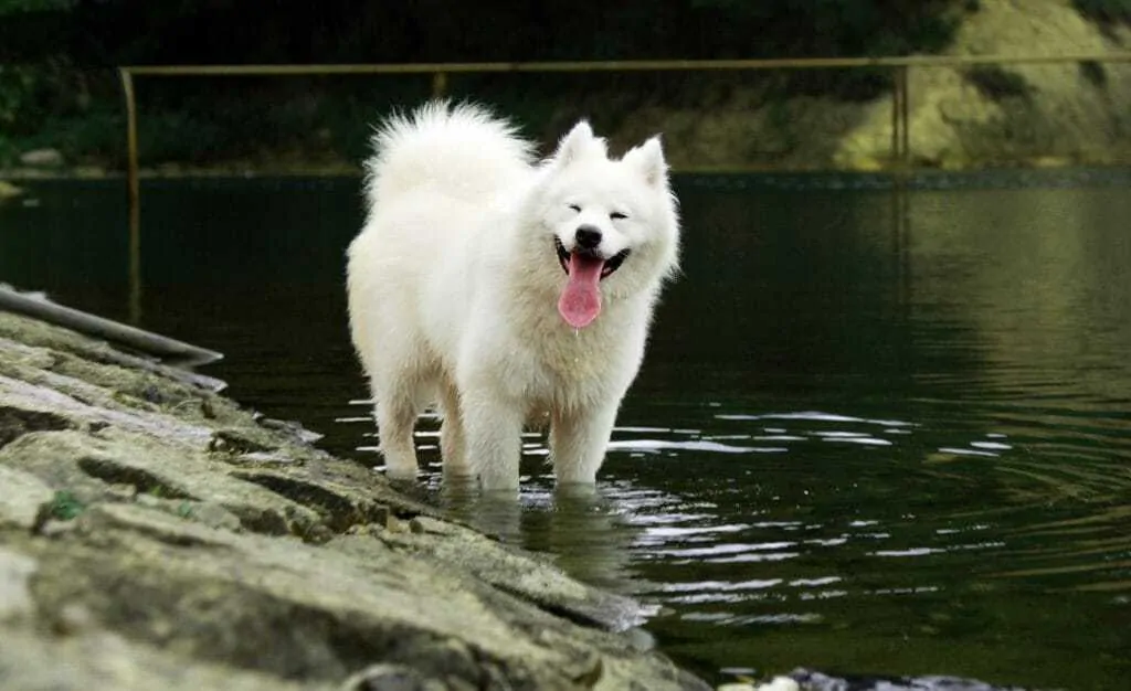 Samoyed best sale pitbull mix