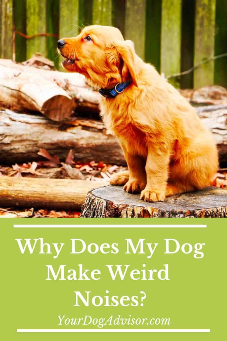 Why Does My Dog Make Weird Noises? Your Dog Advisor