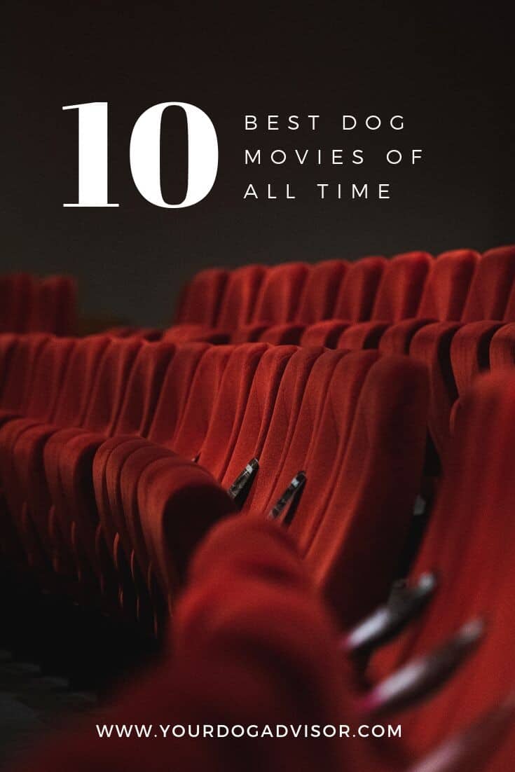 10 Best Dog Movies of All Time Your Dog Advisor