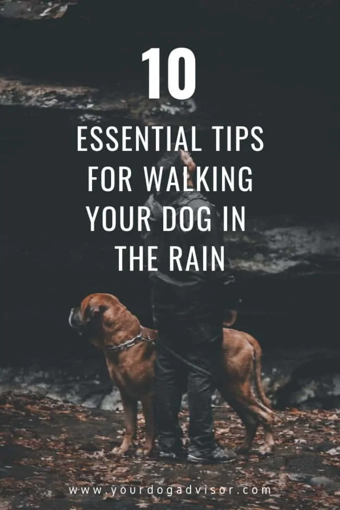 10 Essential Tips For Walking Your Dog In The Rain 11