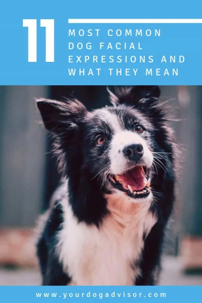 11 Most Common Dog Facial Expressions and What They Mean 11