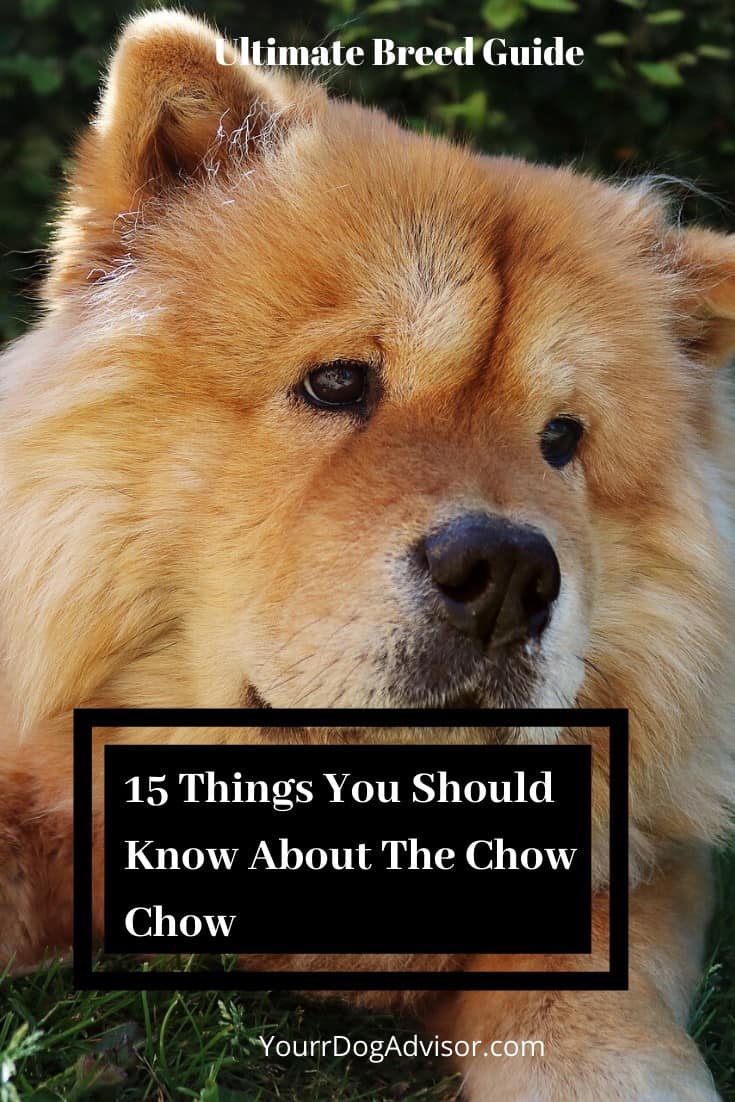 15 Things You Should Know About The Chow Chow Your Dog Advisor