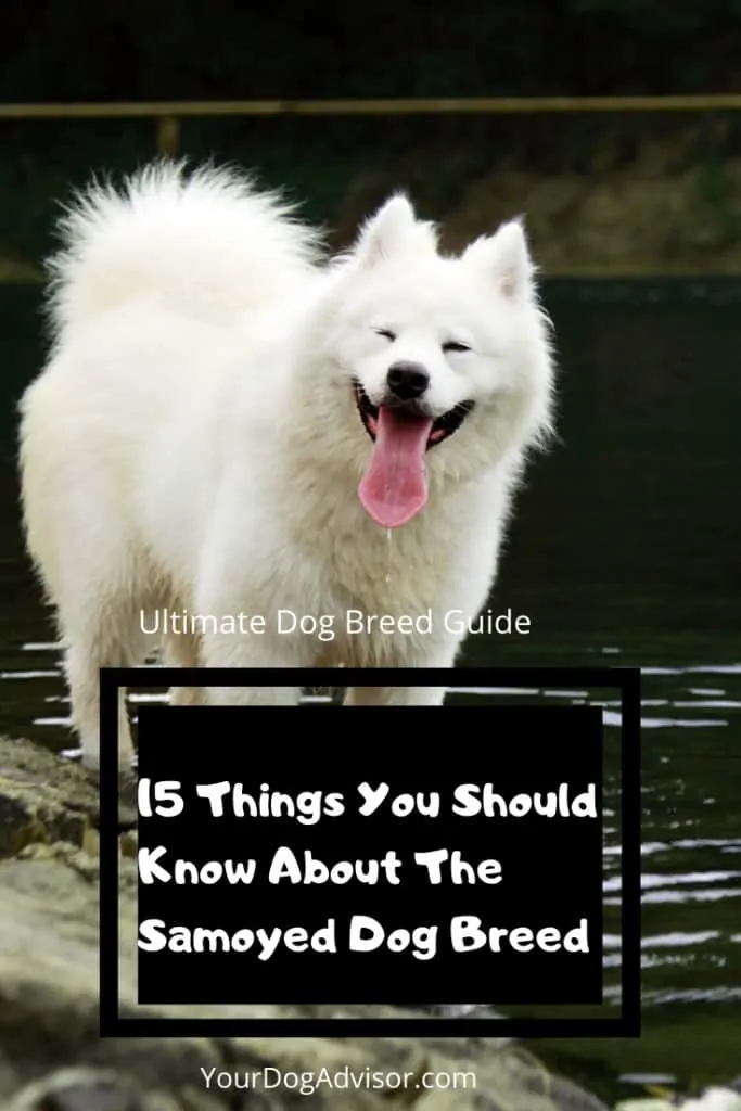 15 Things You Should Know About The Samoyed Dog Breed 9