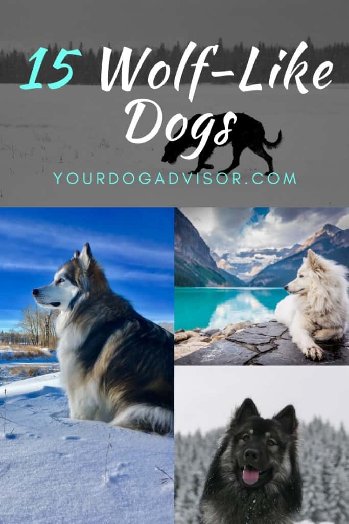 15 Of Our Favorite Wolf Like Dogs 17