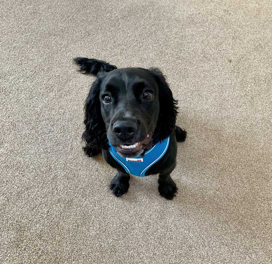 Why Do Dogs Hump Their Bed