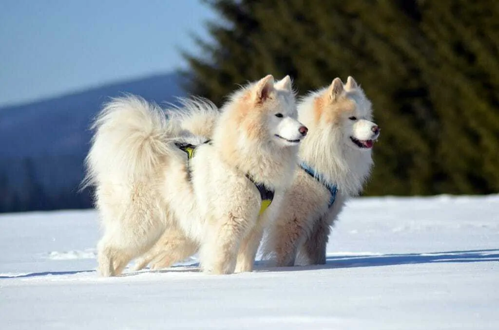 15 Things You Should Know About The Samoyed Dog Breed 2