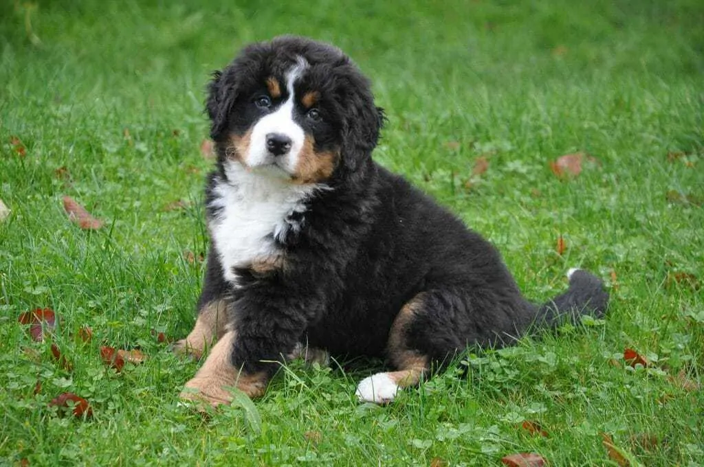 do bernese mountain dogs shed