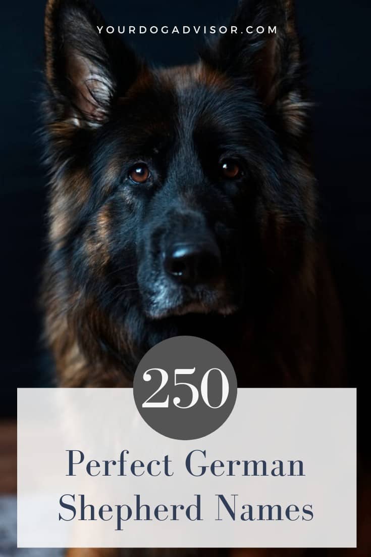 250 Perfect German Shepherd Names Your Dog Advisor