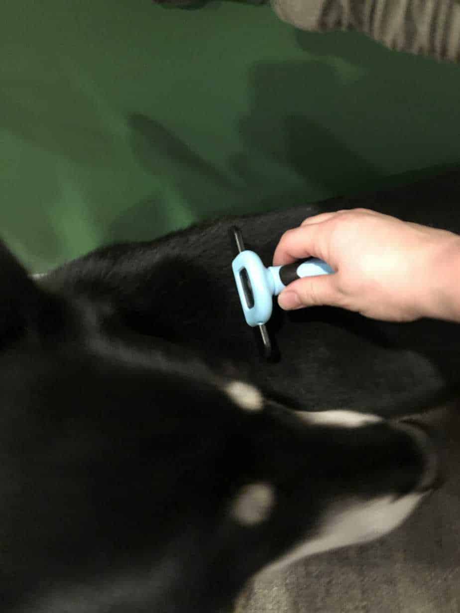 The Best Dog Shedding Brush Your Dog Advisor