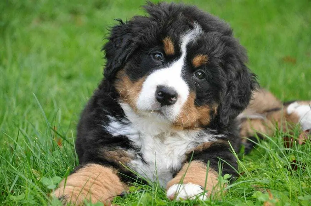 do bernese mountain dogs drool a lot