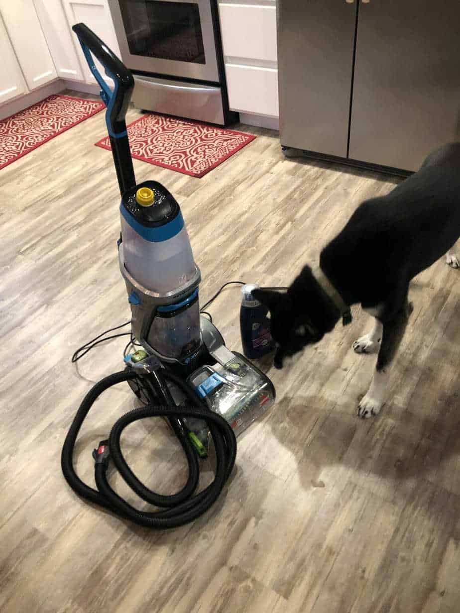 The Best Pet Carpet Cleaner Your Dog Advisor