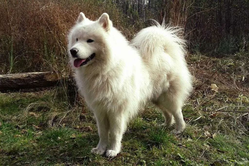 15 Things You Should Know About The Samoyed Dog Breed 4