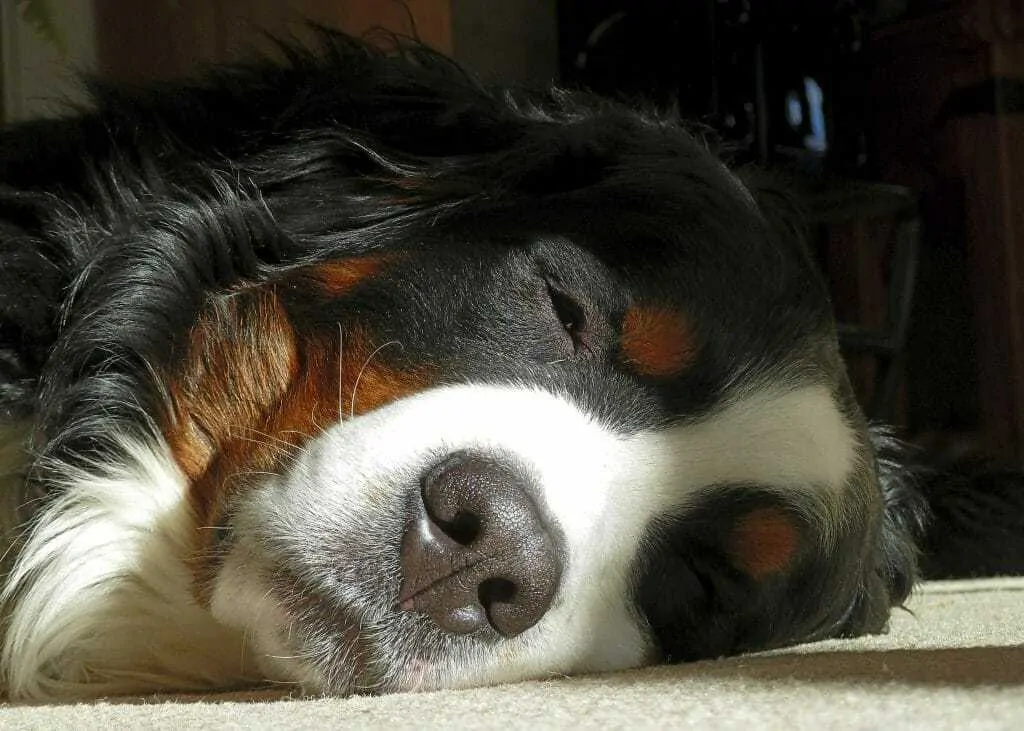 15 Things To Know About The Bernese Mountain Dog 3