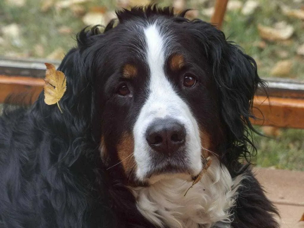 15 Things To Know About The Bernese Mountain Dog 4