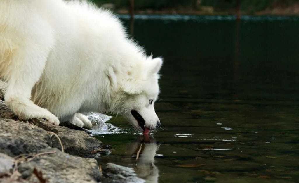 15 Things You Should Know About The Samoyed Dog Breed 6