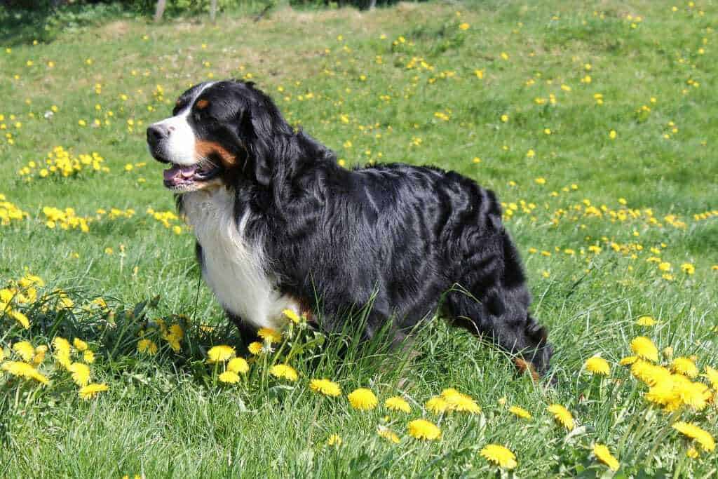 bernese mountain dog webbed feet
