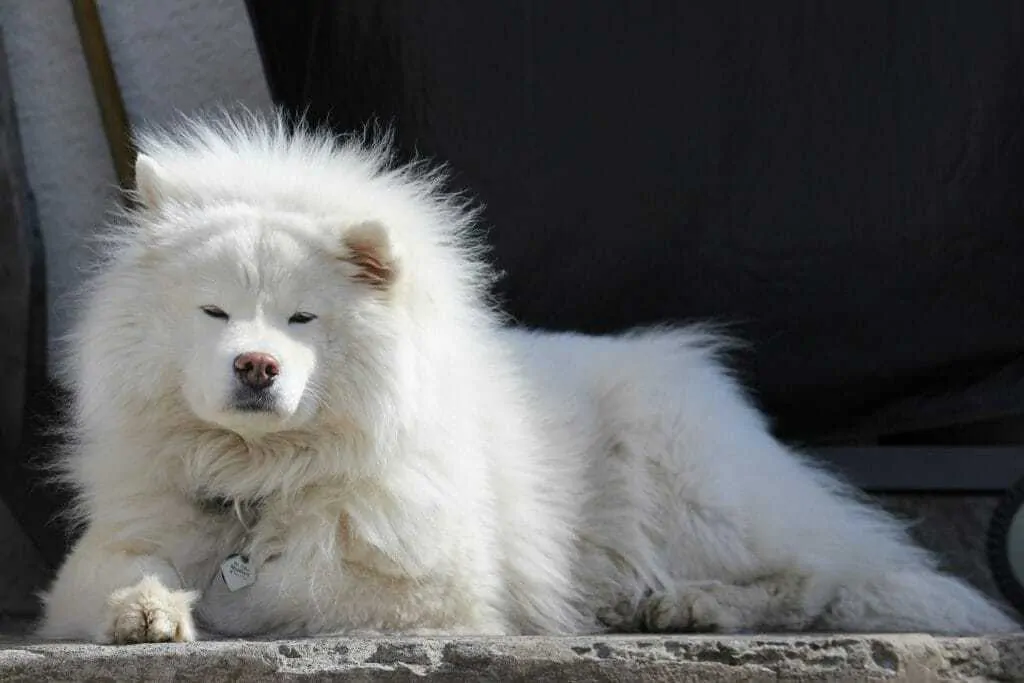 15 Things You Should Know About The Samoyed Dog Breed 7