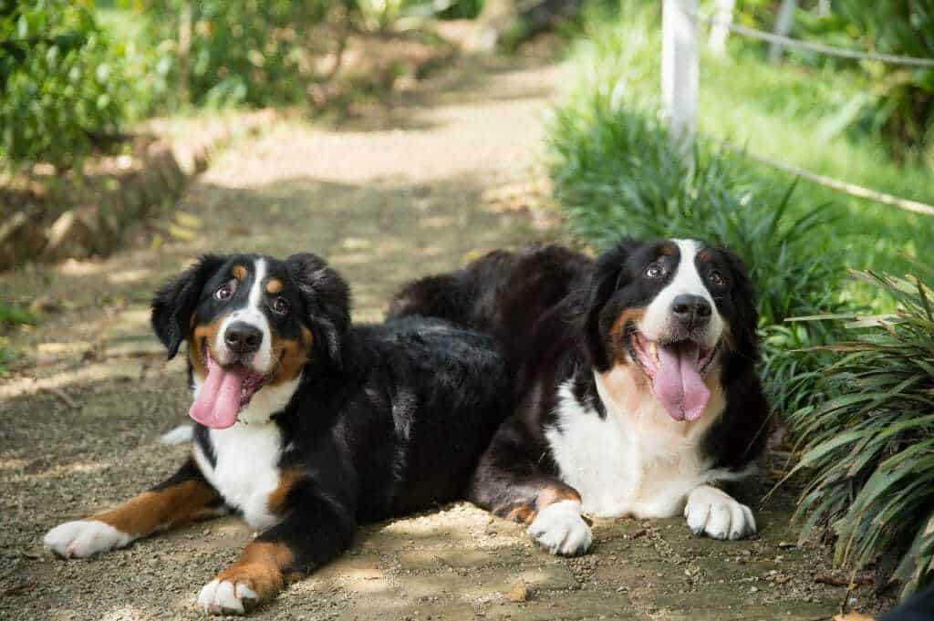 bernese mountain dog apartment living