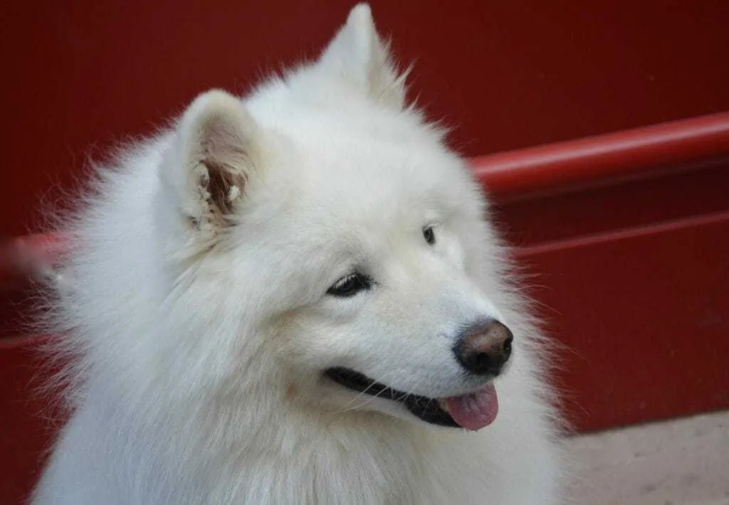 15 Things You Should Know About The Samoyed Dog Breed 8