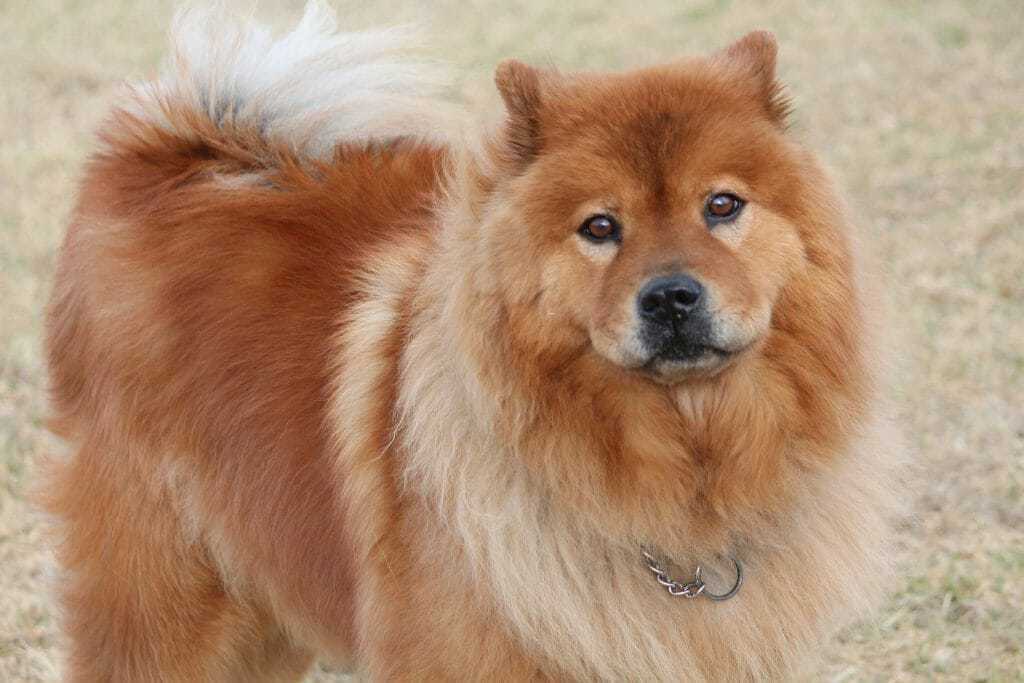 famous chow chows