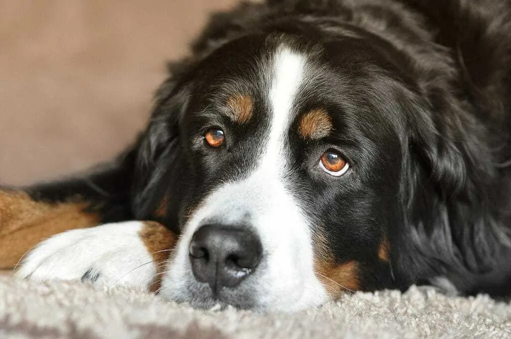 15 Things To Know About The Bernese Mountain Dog 7