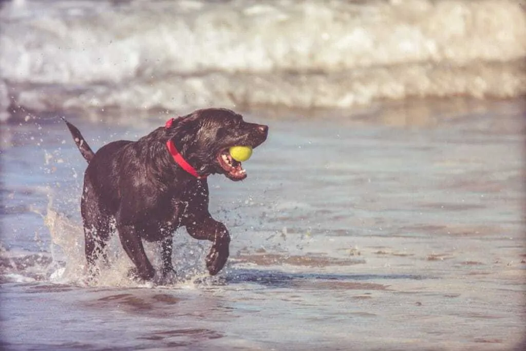 15 Things You Should Know About The Black Lab 10