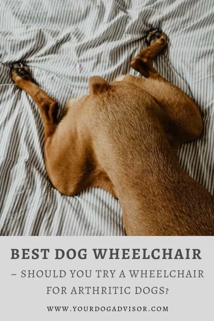 Best Dog Wheelchair - Should You Try a Wheelchair for Arthritic Dogs? 5