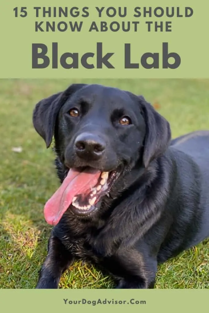 15 Things You Should Know About The Black Lab 16