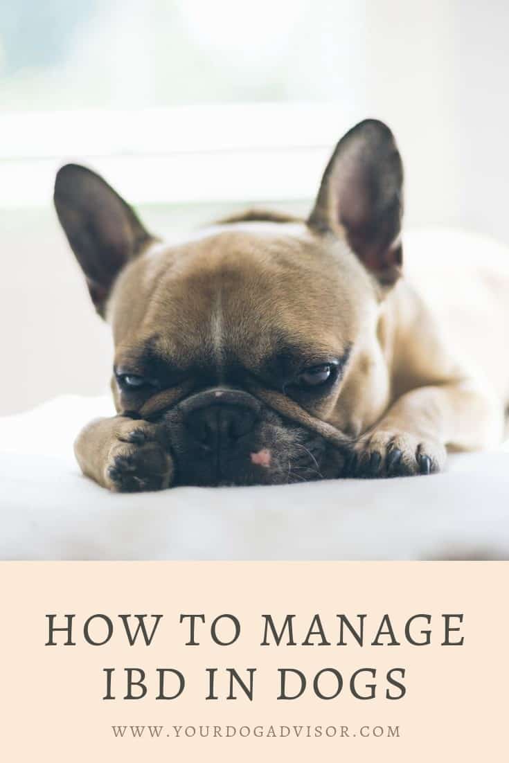 How to Manage IBD in Dogs Your Dog Advisor