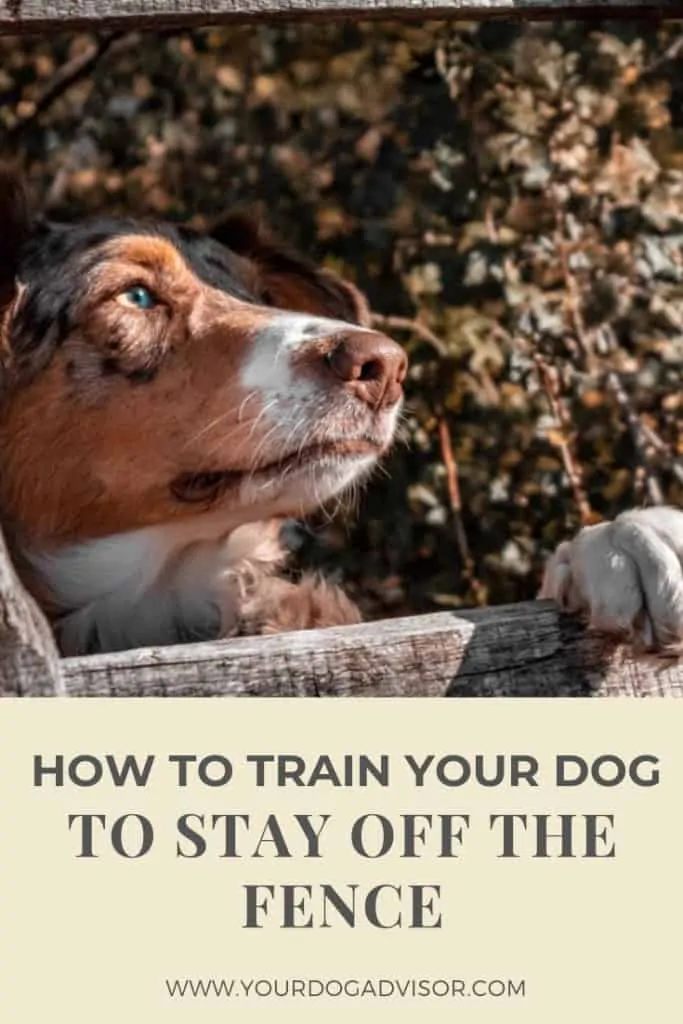 How to Train Your Dog to Stay Off the Fence 7