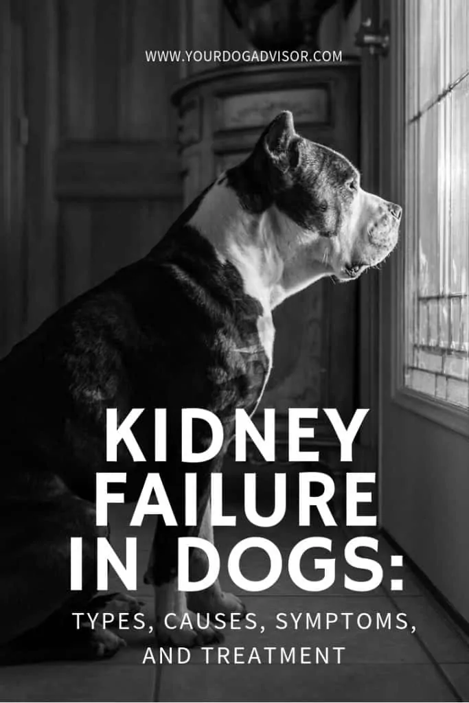 Kidney Failure in Dogs: Types, Causes, Symptoms, and Treatment 10