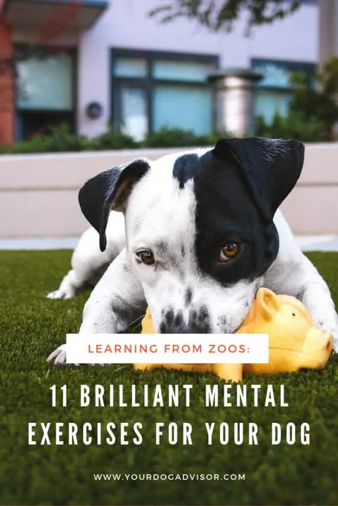 Learning from Zoos: 11 Brilliant Mental Exercises for Your Dog 23