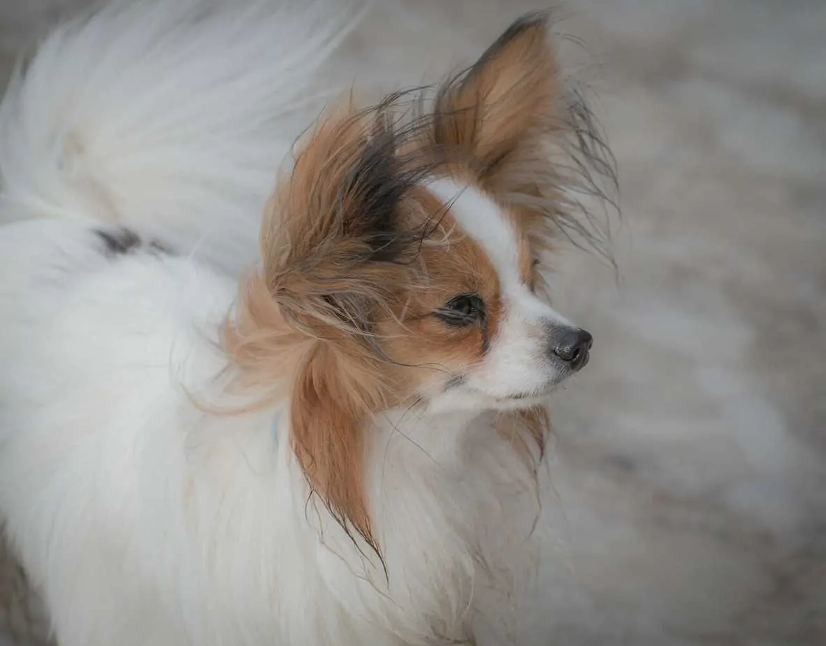 10 Fun Facts About the Papillon Dog - Your Dog Advisor