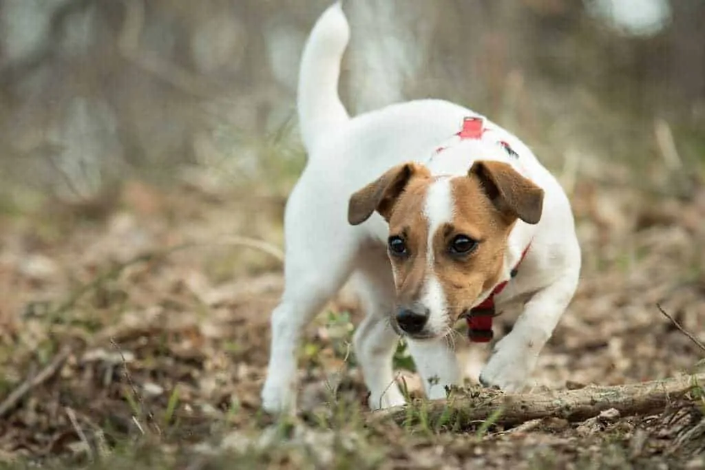 A Complete Guide to Terrier Breeds 2