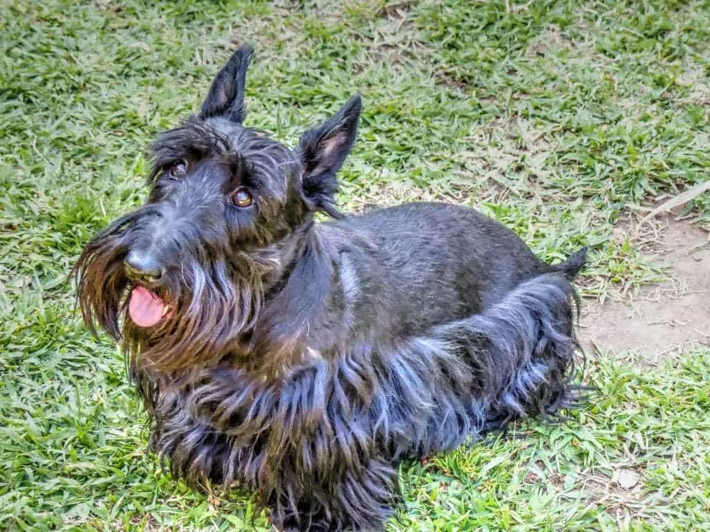 A Complete Guide to Terrier Breeds 4