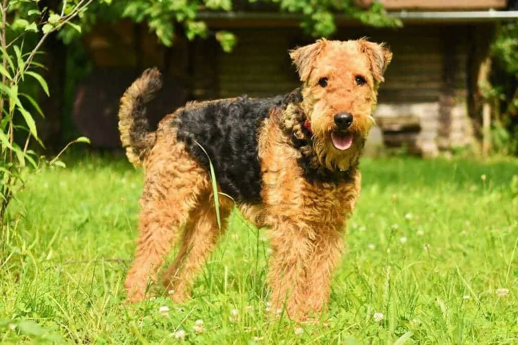 A Complete Guide to Terrier Breeds 5