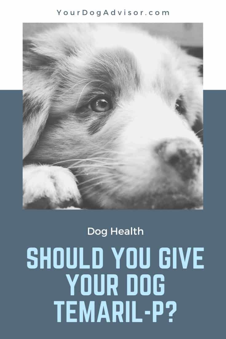 Should You Give Your Dog TemarilP? Your Dog Advisor