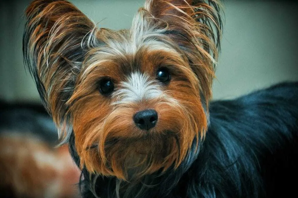 A Complete Guide to Terrier Breeds 7