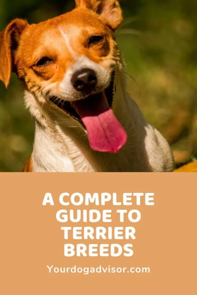 A Complete Guide to Terrier Breeds 8