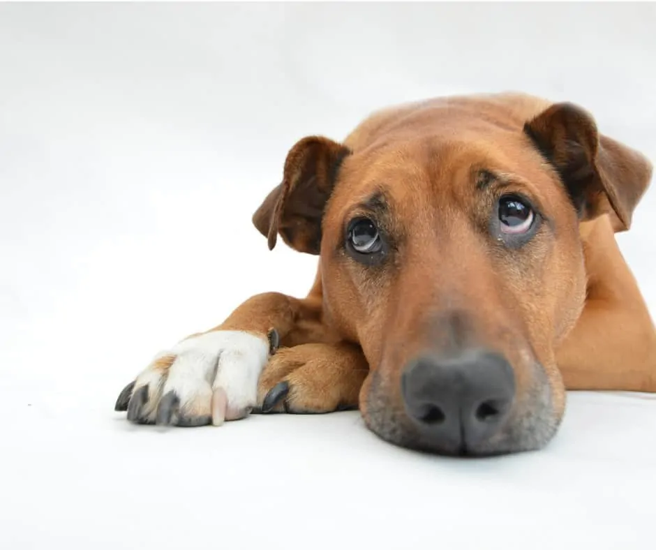 What to Do with Your Dog in a Divorce - Advice from Divorce Lawyers 2