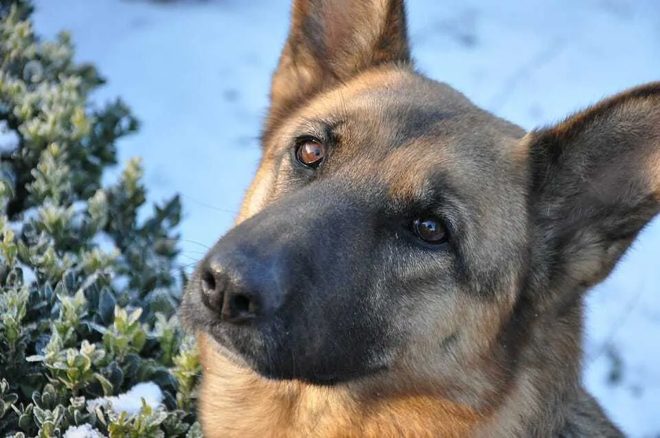 250 Perfect German Shepherd Names 1