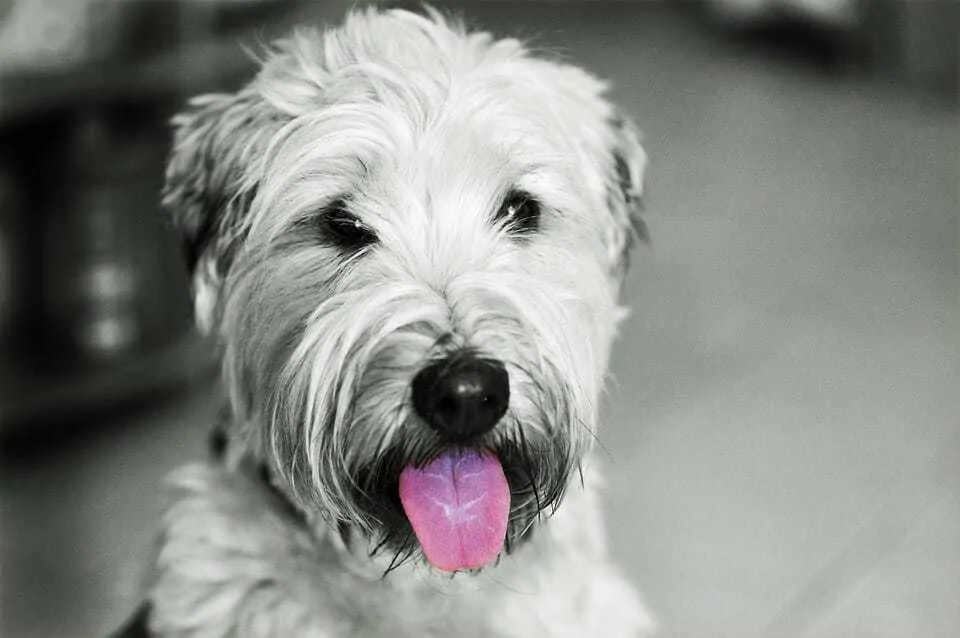 Your Ultimate Guide To The Wheaten Terrier 1