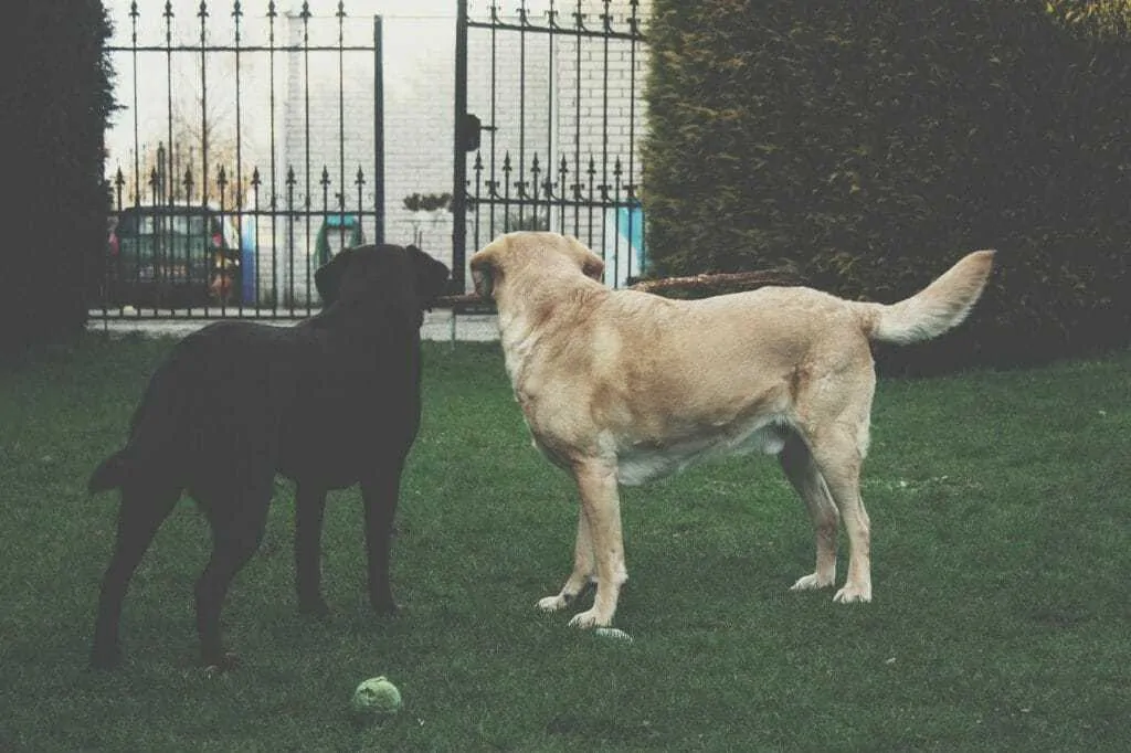 15 Things You Should Know About The Black Lab 1