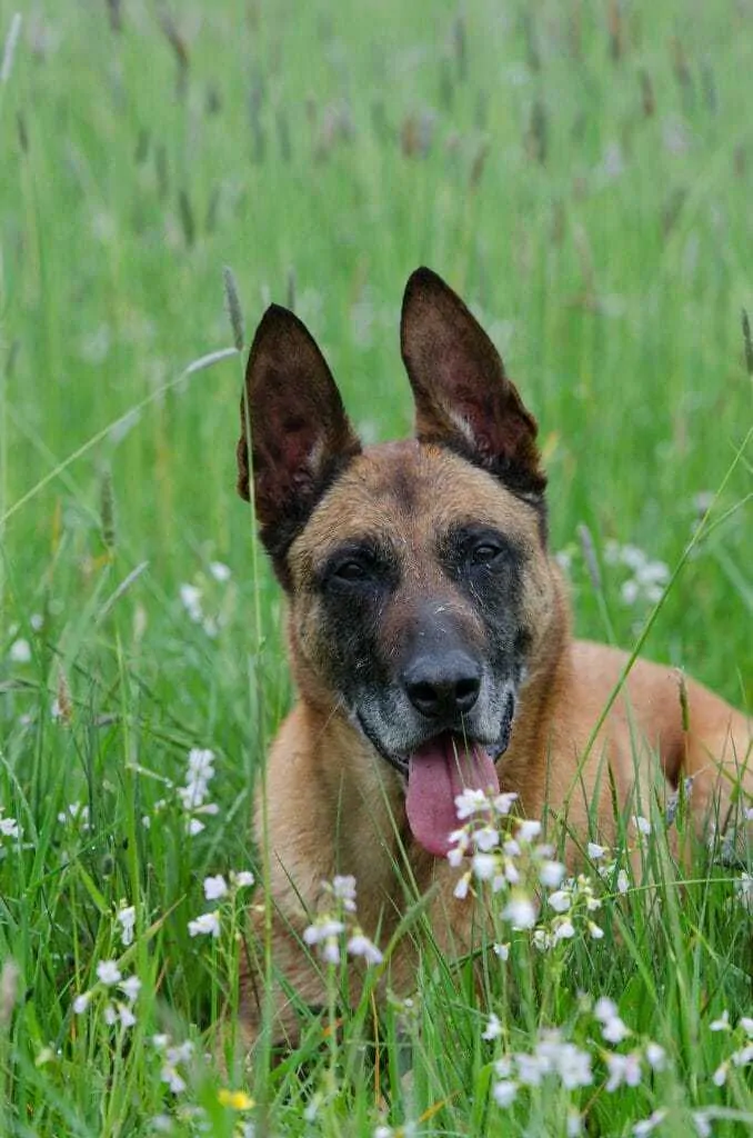 Is The Belgian Malinois A Good Family Dog? 1