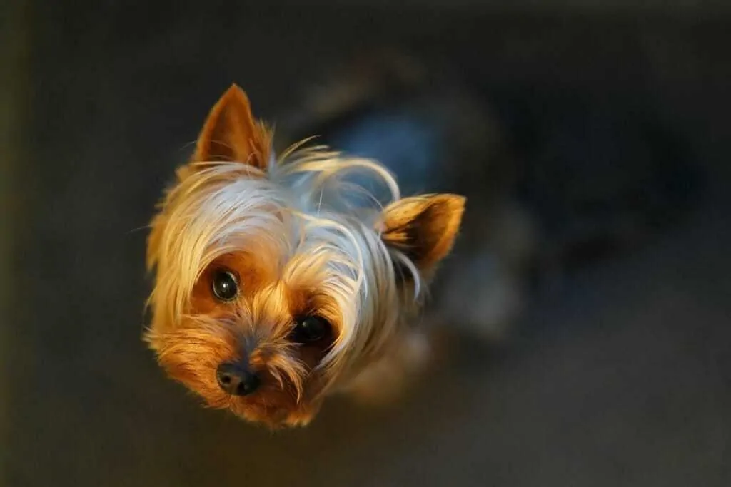 yorkshire terrier teacup grown up