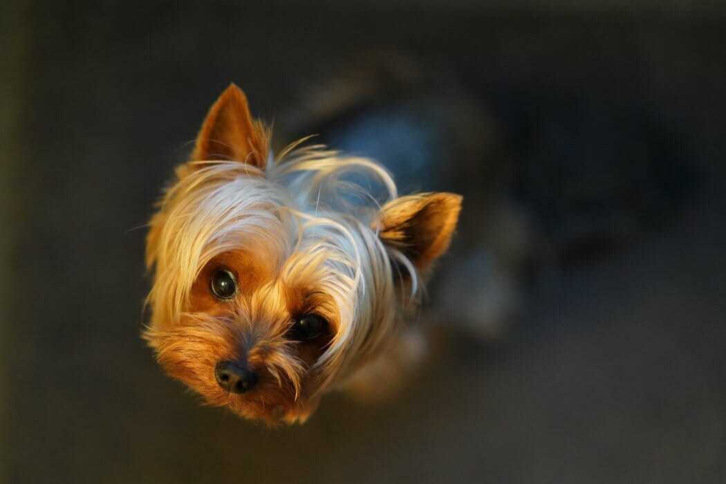 do yorkies have big ears