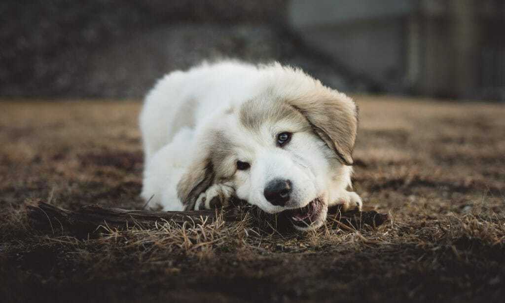 The Best Dog Beds For Heavy Chewers 1 The Best Dog Beds For Heavy Chewers 1